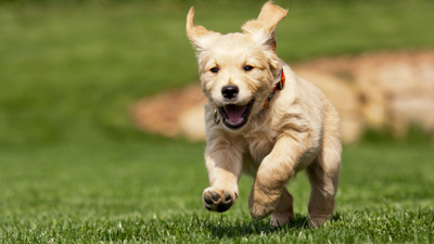 Dog running on grass, playing ready for training