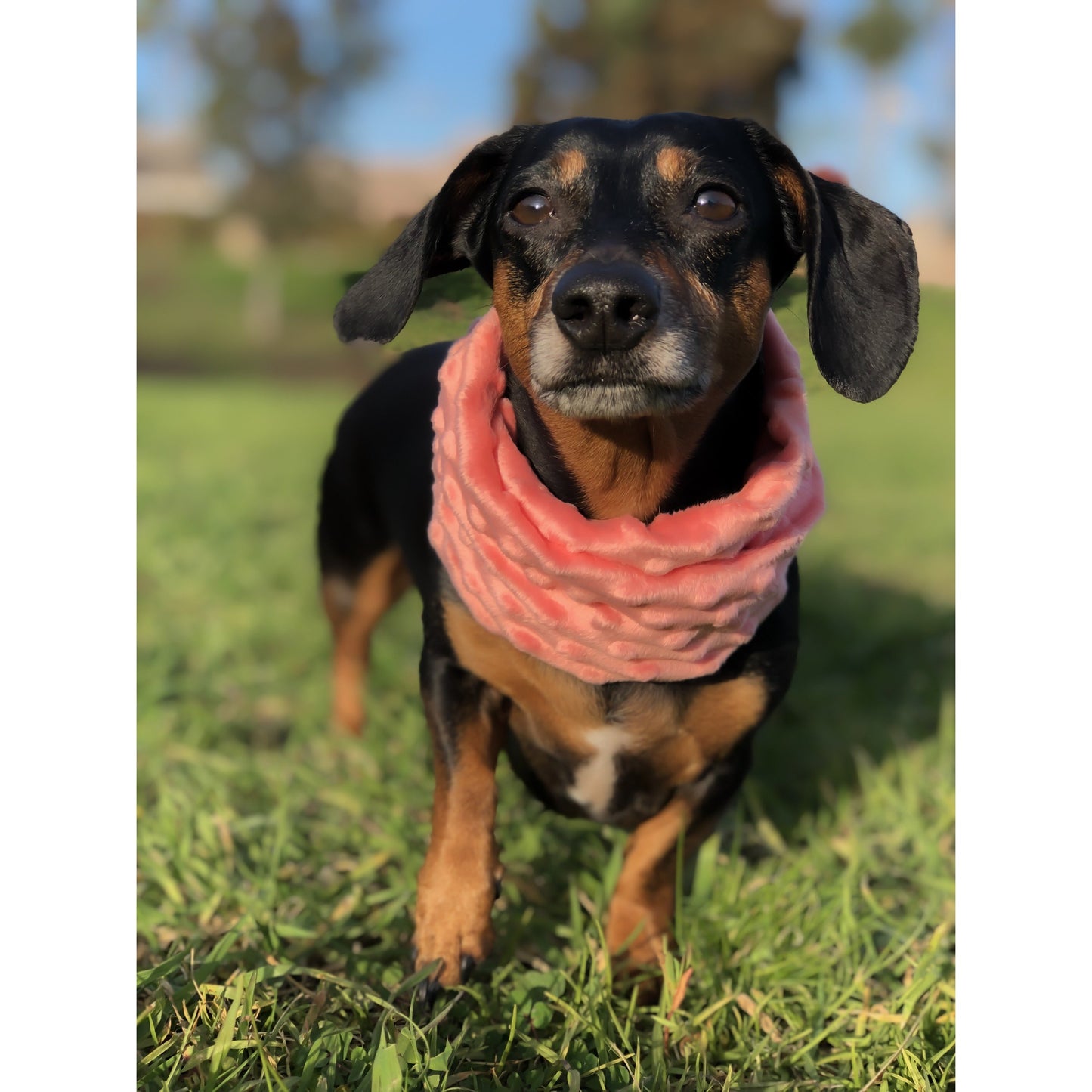 Hubba Hubba Scarf - Barky