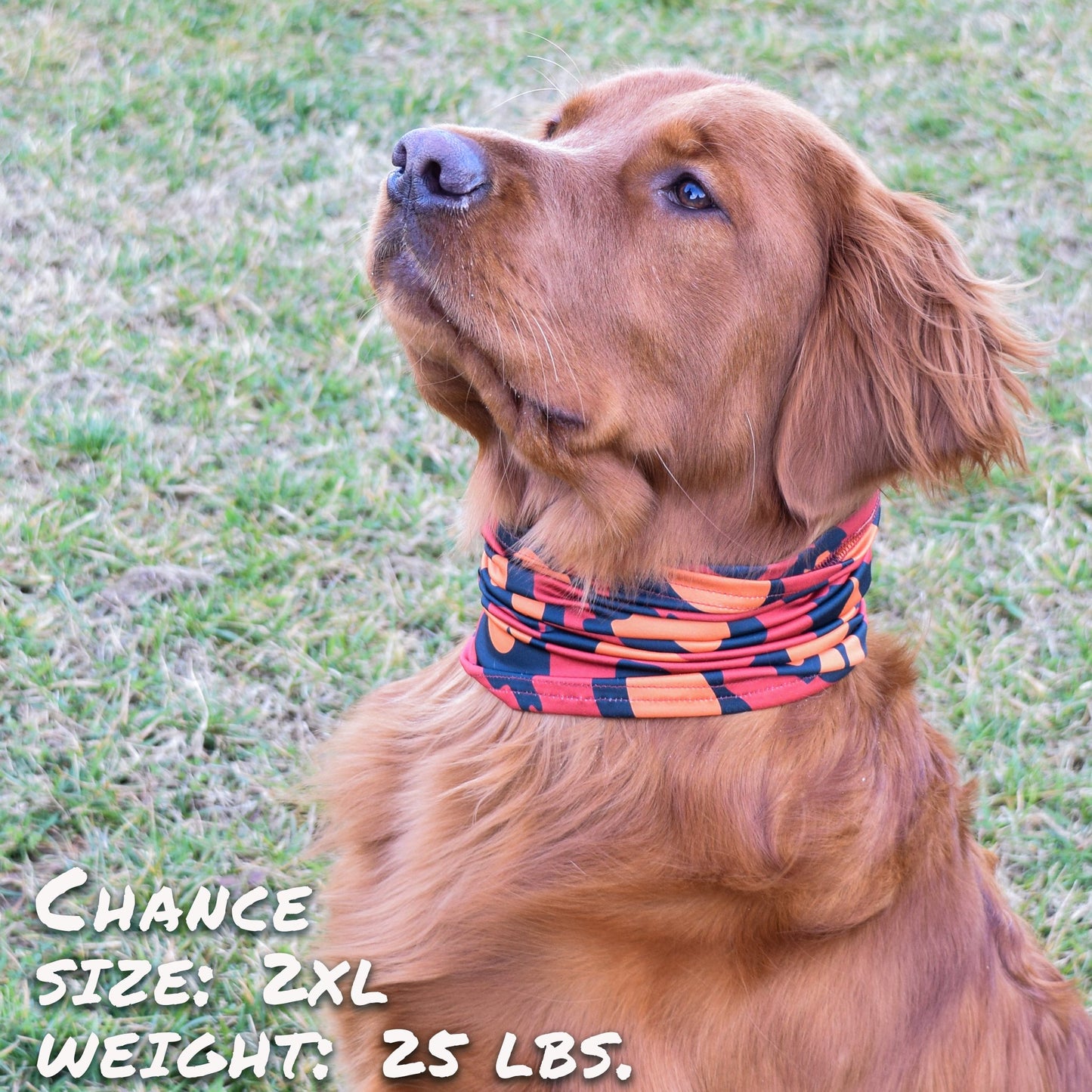 Leopawd Skin Pup Scruff Neck Cover - Barky