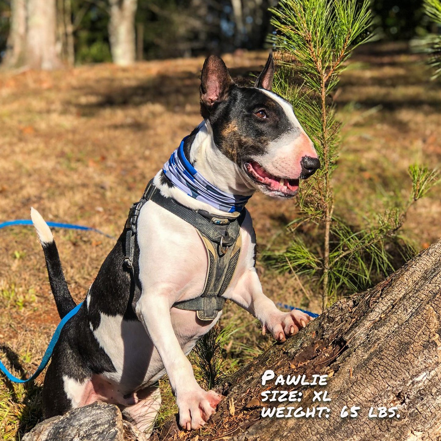 Bone Camo Blue Pup Neck Cover - Barky