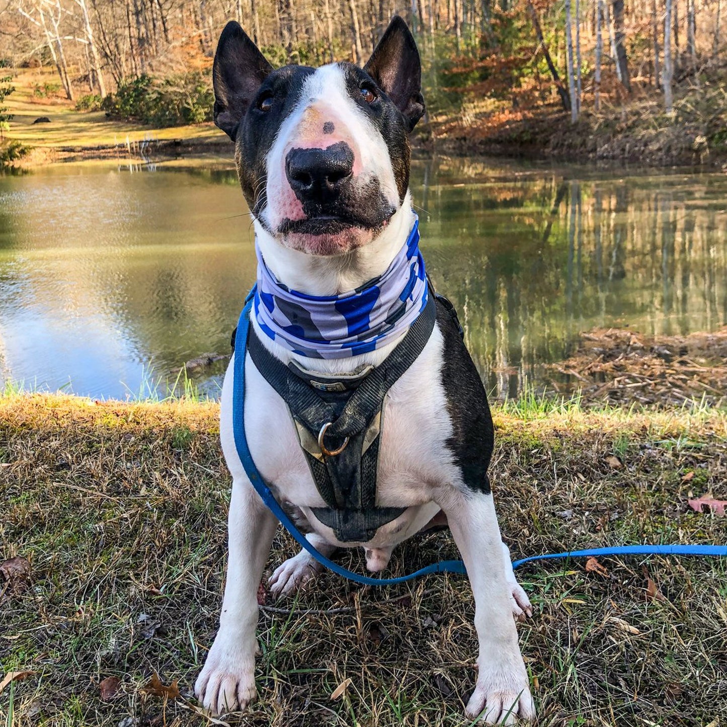 Bone Camo Blue Pup Neck Cover - Barky