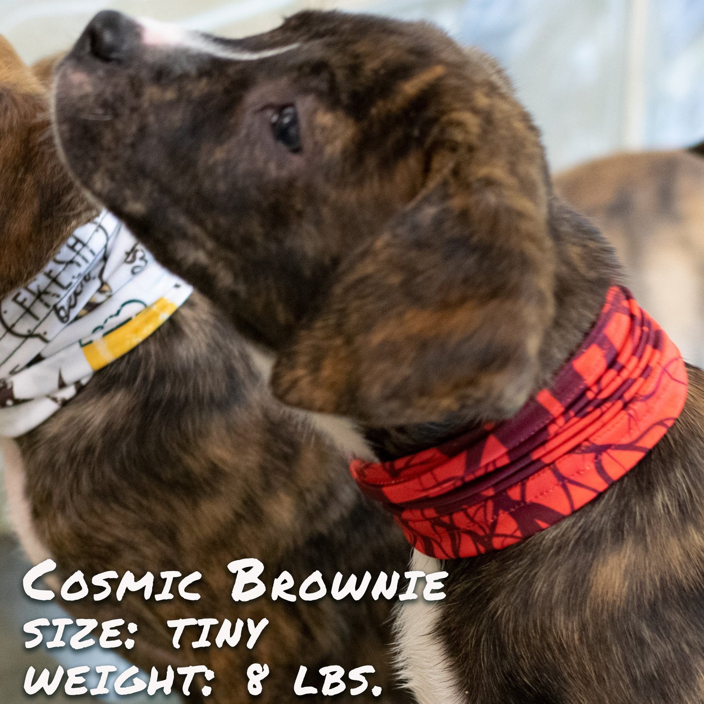 Cherry Bomb Pup Scruff Neck Cover - Barky