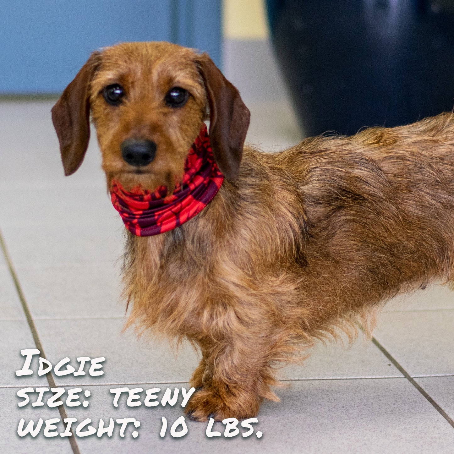 Cherry Bomb Pup Scruff Neck Cover - Barky