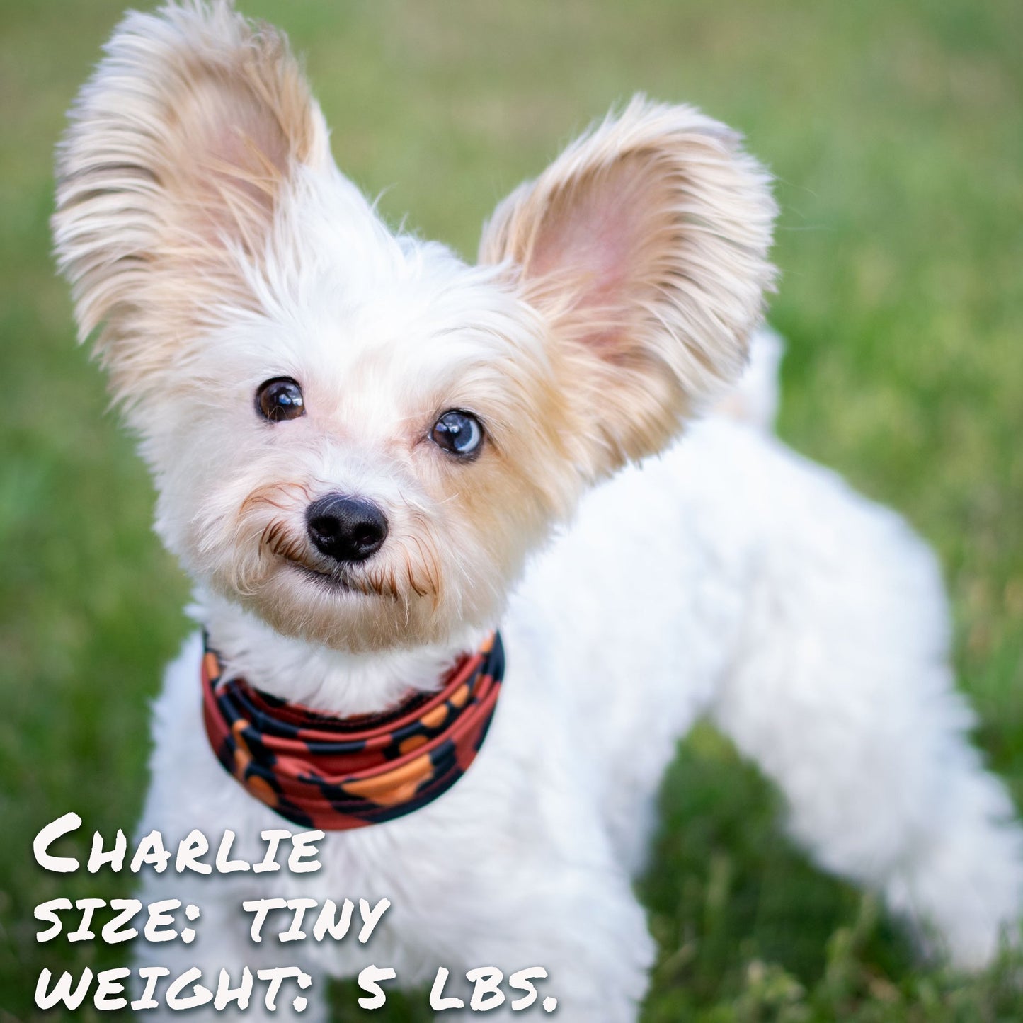 Leopawd Skin Pup Scruff Neck Cover - Barky