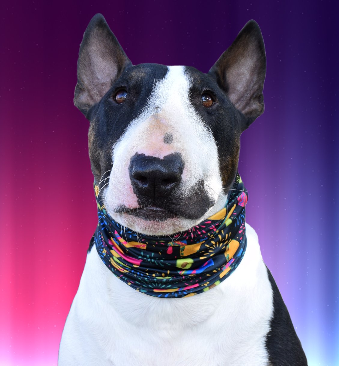 Taco Pawty Pup Scruff Neck Cover - Barky