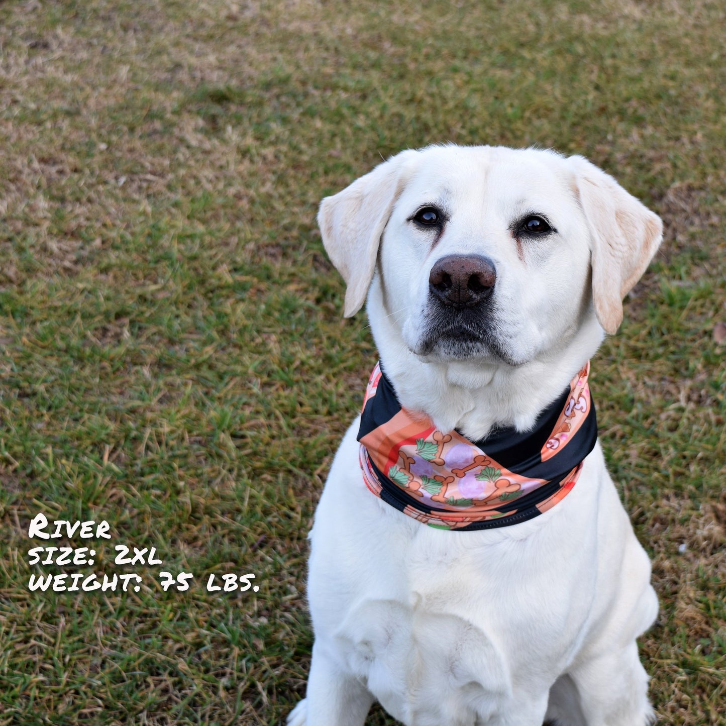 Pizza Luva Pup Scruff Neck Cover - Barky