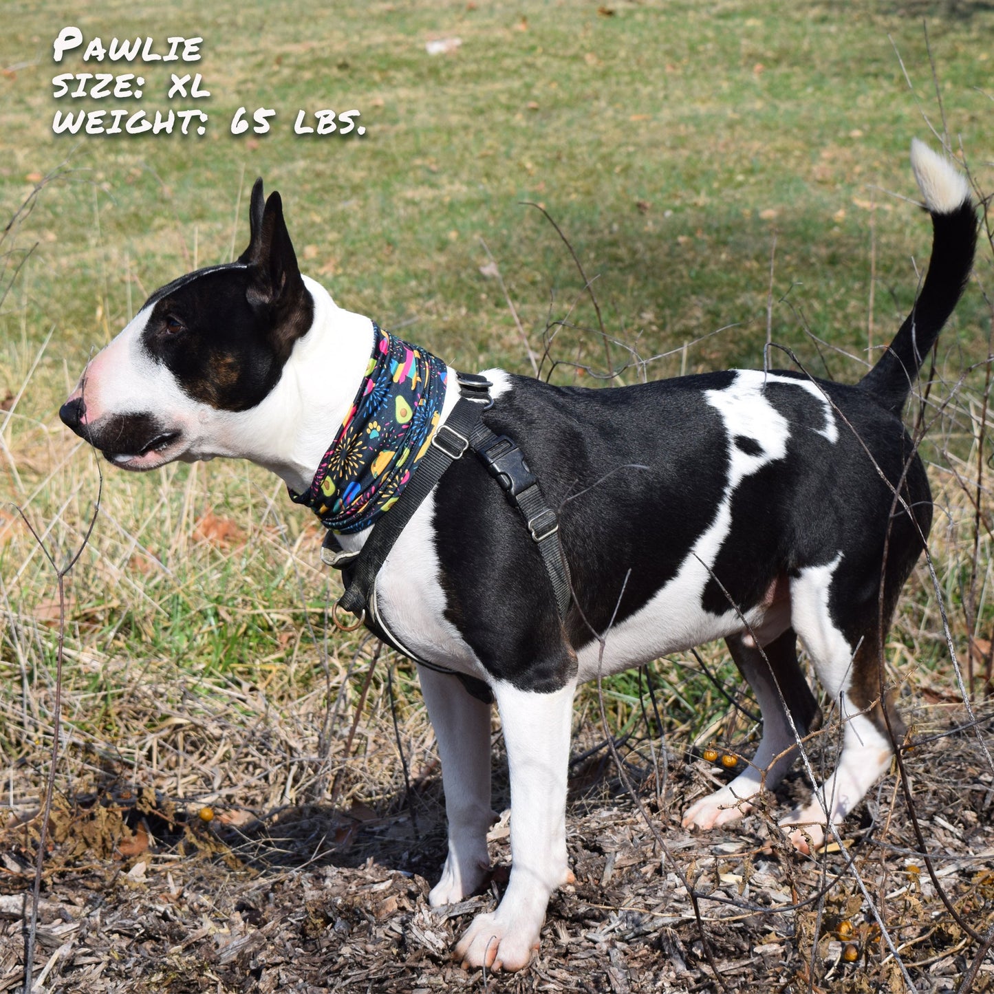 Taco Pawty Pup Scruff Neck Cover - Barky