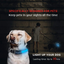 USB & Solar Charge Reflective LED Dog Collar - Barky