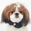 Navy Form-Scarf - Barky