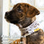 Beer Buddy Pup Scruff Neck Cover - Barky