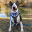 Bone Camo Blue Pup Neck Cover - Barky