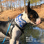 Bone Camo Blue Pup Neck Cover - Barky