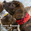Cherry Bomb Pup Scruff Neck Cover - Barky