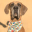 Playdate Material Dog Bandana - Barky