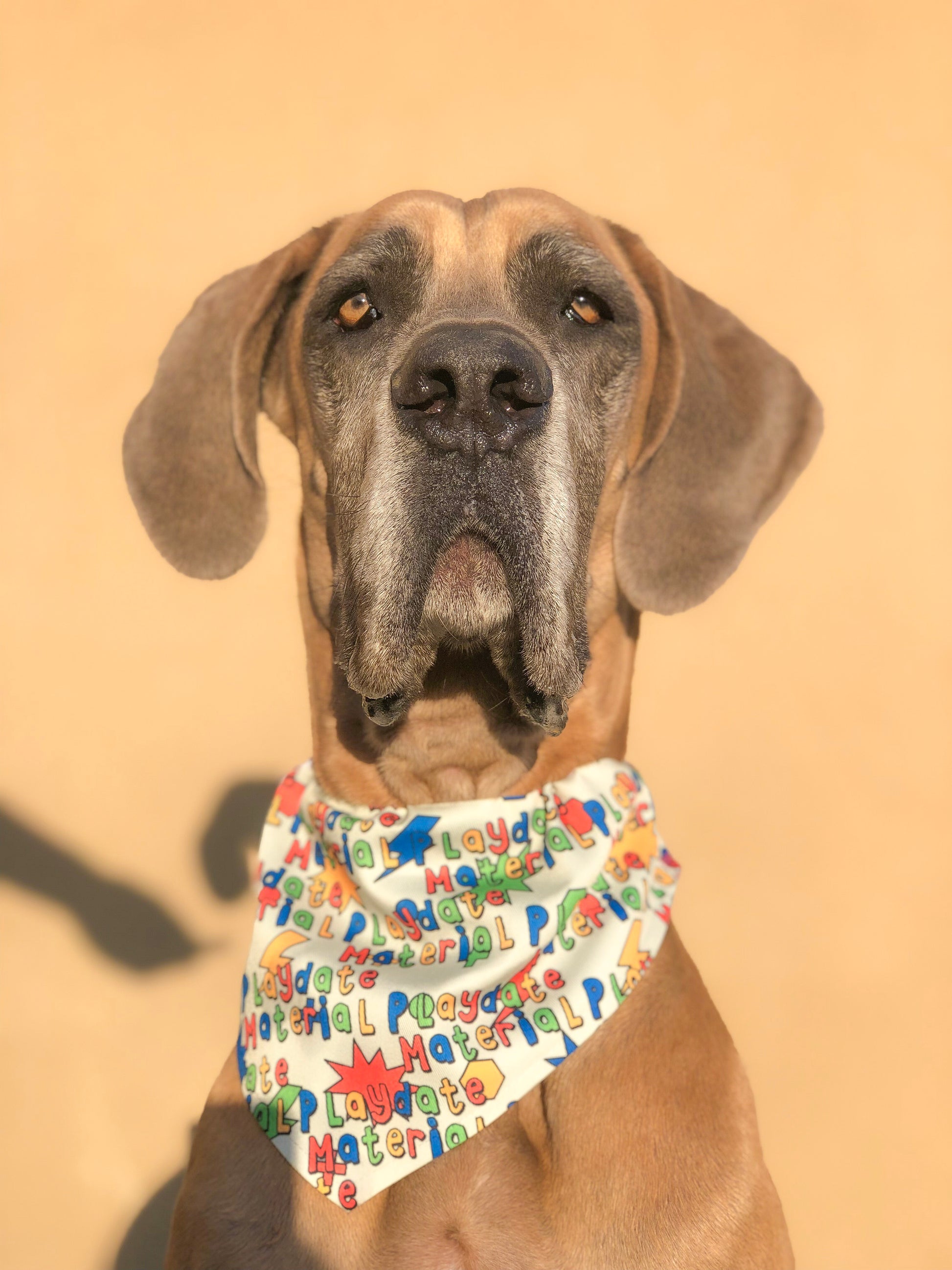 Playdate Material Dog Bandana - Barky