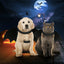 Halloween Bat Wings Costume - Barky