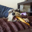 Gold Yak Chews for Large Dogs (1 lb to 5lb Bags) - Barky