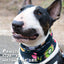Happy Hour Pup Scruff Neck Cover - Barky