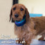 Northern Lights Pup Scruff Neck Cover - Barky