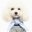 Dot Dog Form-Scarf - Barky