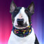 Taco Pawty Pup Scruff Neck Cover - Barky