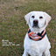 Pizza Luva Pup Scruff Neck Cover - Barky