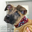 SW Amigo Pup Scruff Neck Cover - Barky