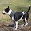 Taco Pawty Pup Scruff Neck Cover - Barky